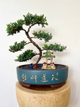 Load image into Gallery viewer, Juniper Squamata (Large)
