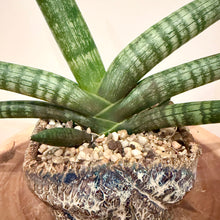 Load image into Gallery viewer, Sansevieria Boncel
