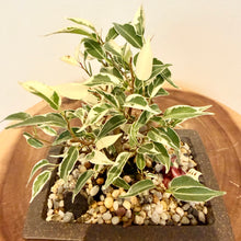 Load image into Gallery viewer, Variegated Ficus Benjamin’s
