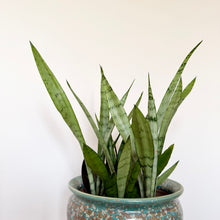 Load image into Gallery viewer, Sansevieria Silver Princess
