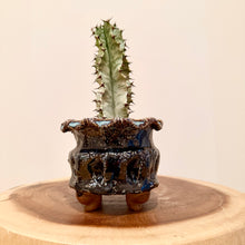 Load image into Gallery viewer, Euphorbia Ammak Variegata

