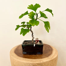 Load image into Gallery viewer, Ginkgo Biloba
