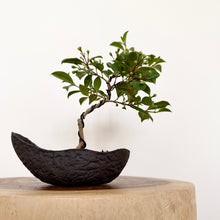 Load image into Gallery viewer, Lilly Pilly
