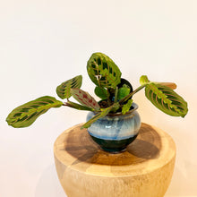 Load image into Gallery viewer, Red Vein Maranta

