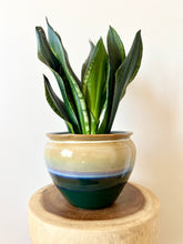 Load image into Gallery viewer, Sansevieria Whitney
