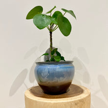 Load image into Gallery viewer, Chinese Money Plant
