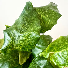 Load image into Gallery viewer, Calathea Musaica
