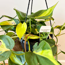 Load image into Gallery viewer, Philodendron Brazil
