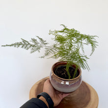 Load image into Gallery viewer, Asparagus Fern
