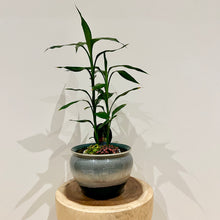 Load image into Gallery viewer, Lucky Bamboo Cluster Tips
