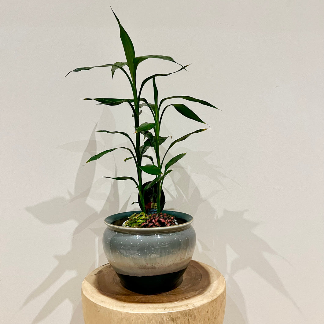 Lucky Bamboo Cluster Tips