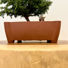 Load image into Gallery viewer, Japanese Red Cedar
