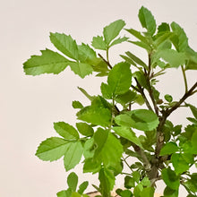 Load image into Gallery viewer, Desert Ash
