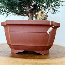 Load image into Gallery viewer, Shimpaku Juniper
