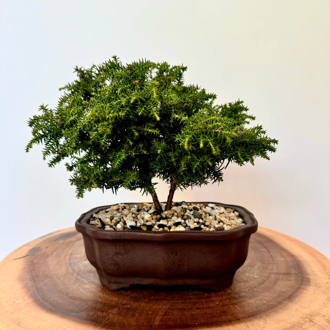 Japanese Red Cedar