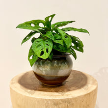 Load image into Gallery viewer, Monstera Swiss Cheese
