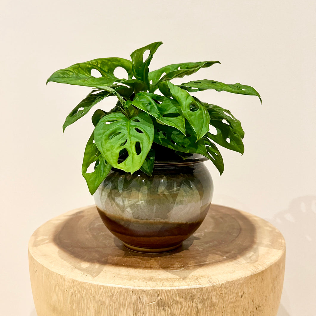 Monstera Swiss Cheese