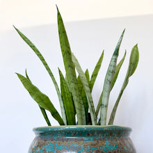 Load image into Gallery viewer, Sansevieria Silver Princess
