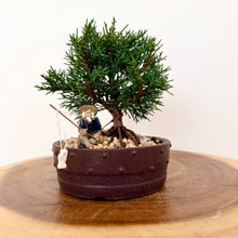 Load image into Gallery viewer, Juniper Shimpaku
