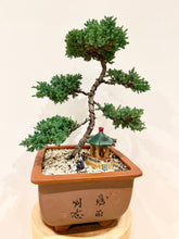 Load image into Gallery viewer, Large Juniper Squamata
