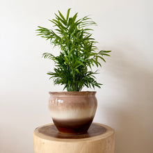 Load image into Gallery viewer, Parlour Palm
