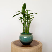 Load image into Gallery viewer, Lucky Bamboo
