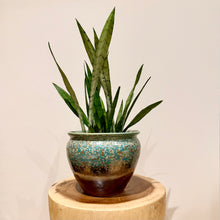Load image into Gallery viewer, Sansevieria Silver Princess

