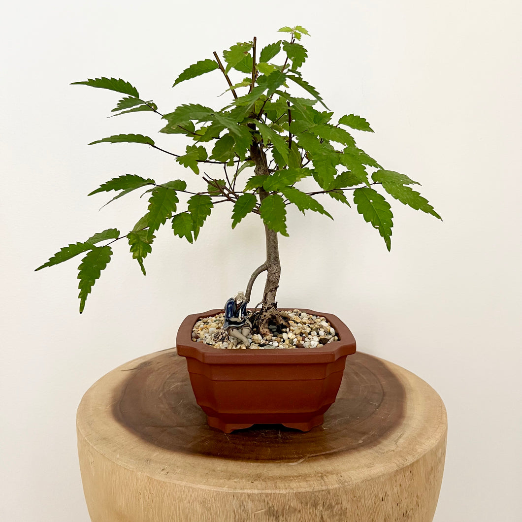 Japanese Elm