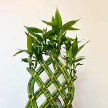 Load image into Gallery viewer, Lucky Bamboo Arrangement
