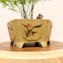 Load image into Gallery viewer, Asparagus Fern
