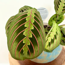 Load image into Gallery viewer, Red Vein Maranta
