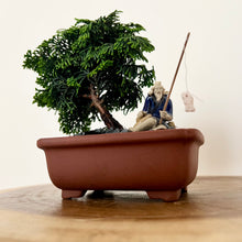 Load image into Gallery viewer, Hinoki Cypress
