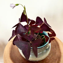Load image into Gallery viewer, Oxalis Triangularis

