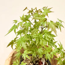 Load image into Gallery viewer, Japanese Maple
