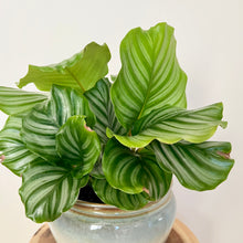 Load image into Gallery viewer, Calathea Orbifolia
