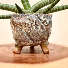 Load image into Gallery viewer, Sansevieria Boncel
