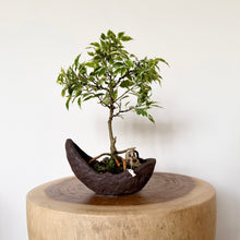 Load image into Gallery viewer, Variegated Ficus Benjamin’s
