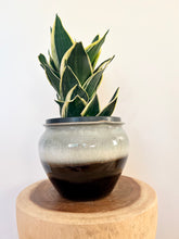 Load image into Gallery viewer, Sansevieria Lotus Hahnii
