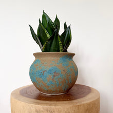 Load image into Gallery viewer, Sansevieria Whitney Hahnii
