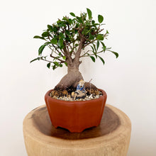 Load image into Gallery viewer, Ficus Bonsai
