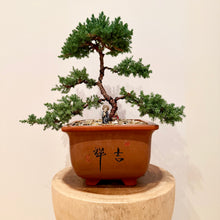Load image into Gallery viewer, Large Juniper Squamata
