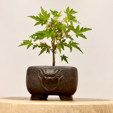 Load image into Gallery viewer, Japanese Maple
