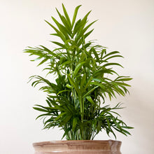 Load image into Gallery viewer, Parlour Palm

