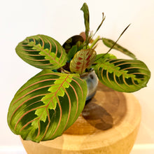 Load image into Gallery viewer, Red Vein Maranta
