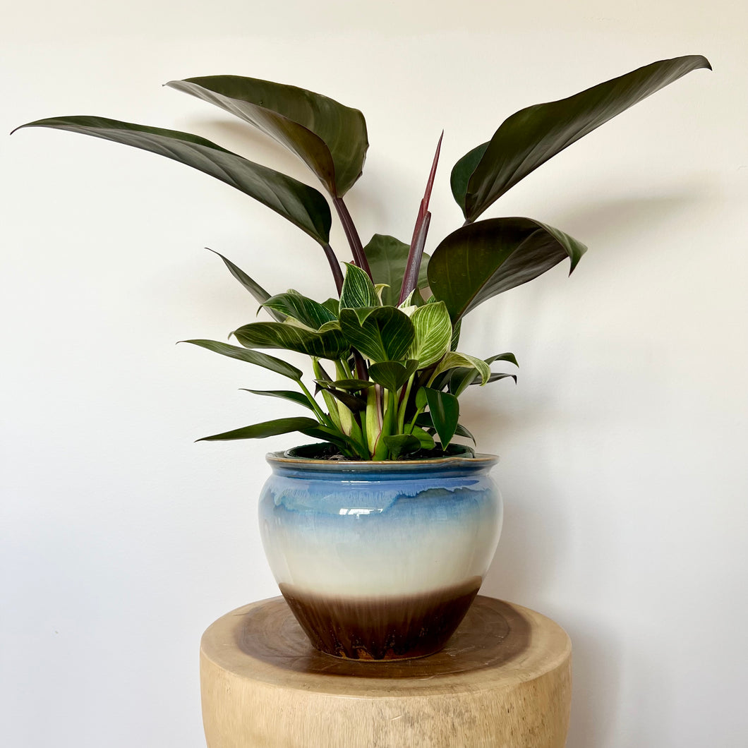Philodendron Birkin