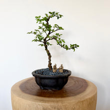 Load image into Gallery viewer, Chinese Elm
