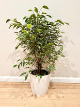 Load image into Gallery viewer, Variegated Ficus Benjamina
