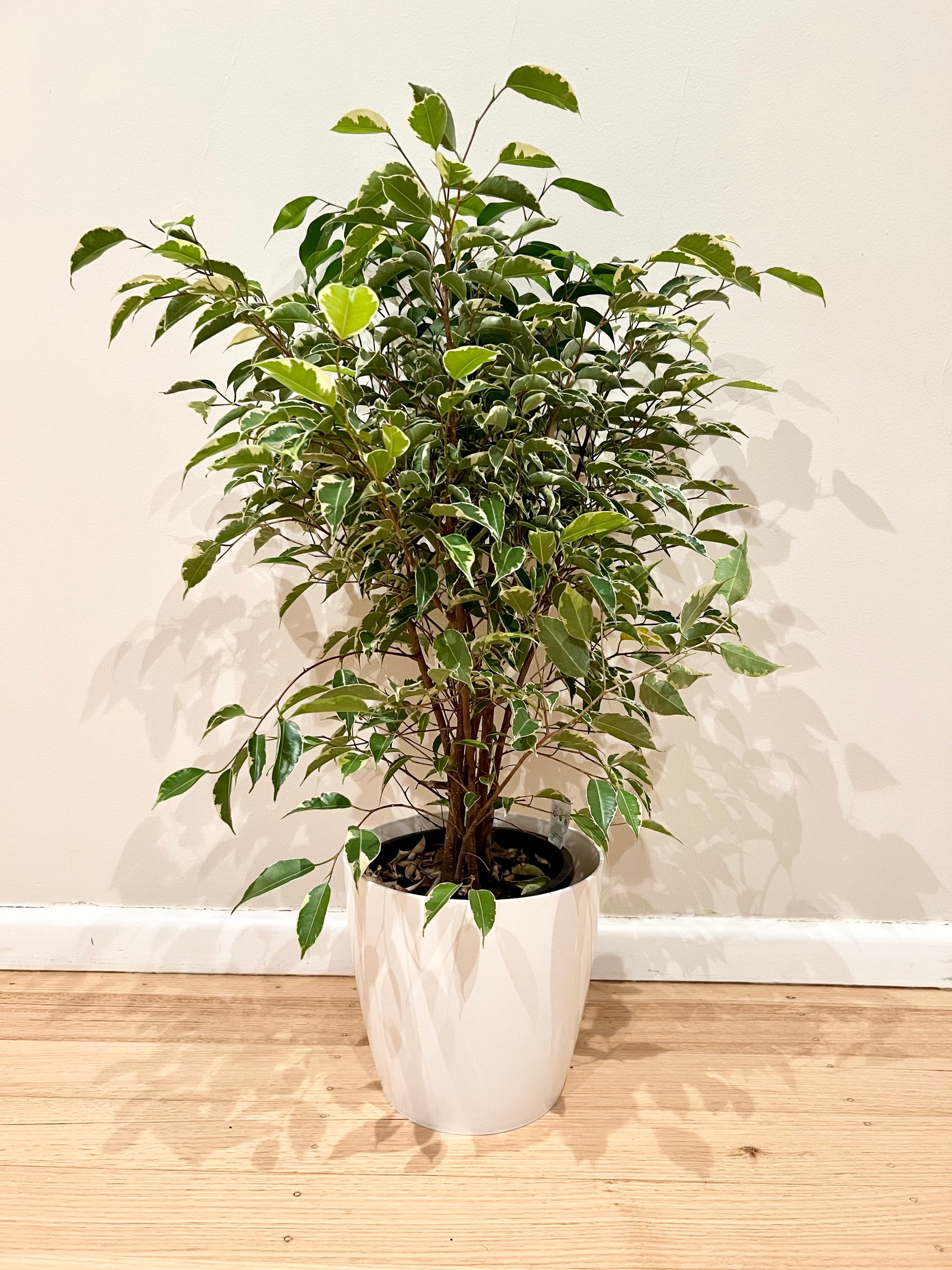 Variegated Ficus Benjamina – B&G Plants and Pottery
