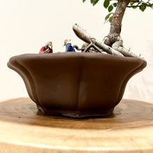 Load image into Gallery viewer, Chinese Elm
