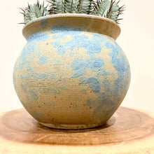Load image into Gallery viewer, Euphorbia Polygona
